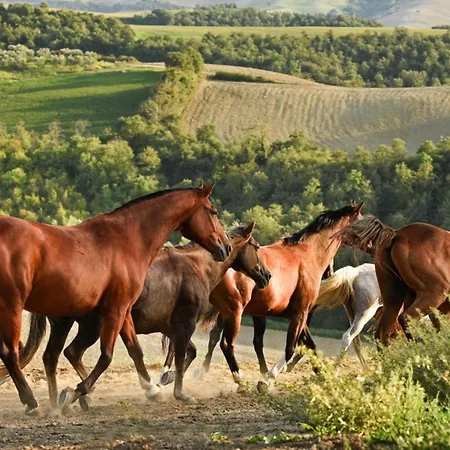 Fattoria Bio Pieve A Salti Διαμέρισμα *